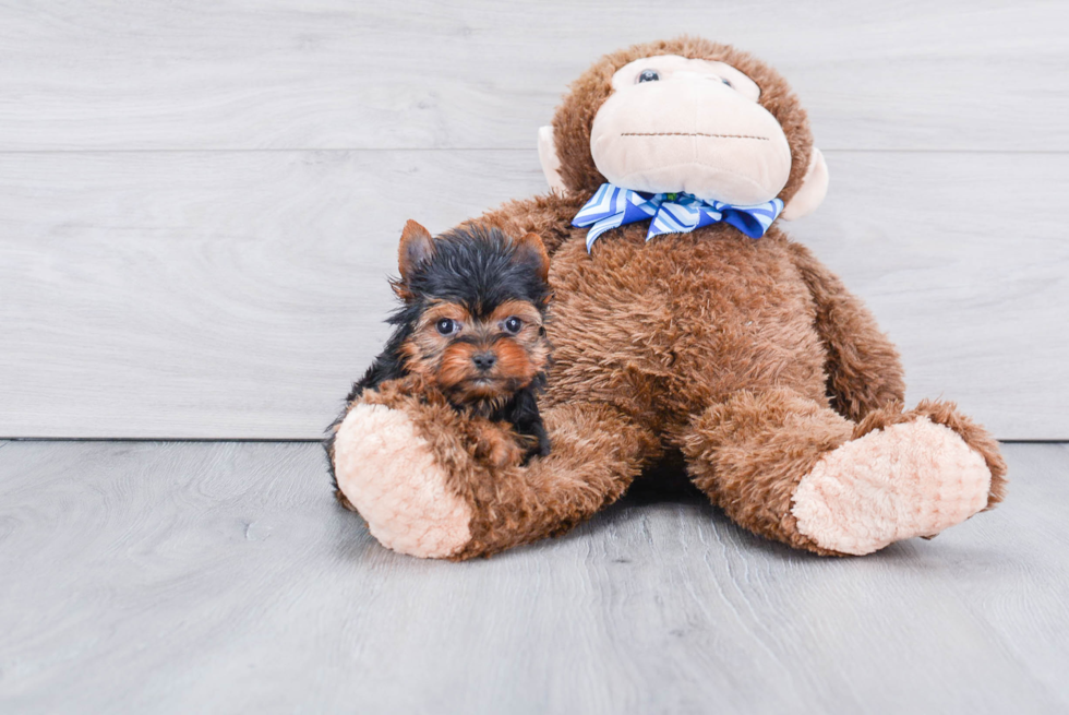 Meet Ronaldo - our Yorkshire Terrier Puppy Photo 