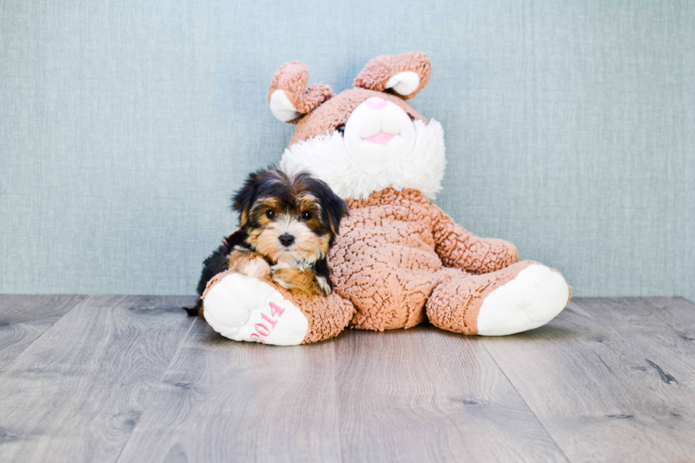 Small Morkie Baby