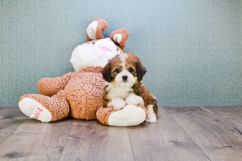 Best Cavachon Baby