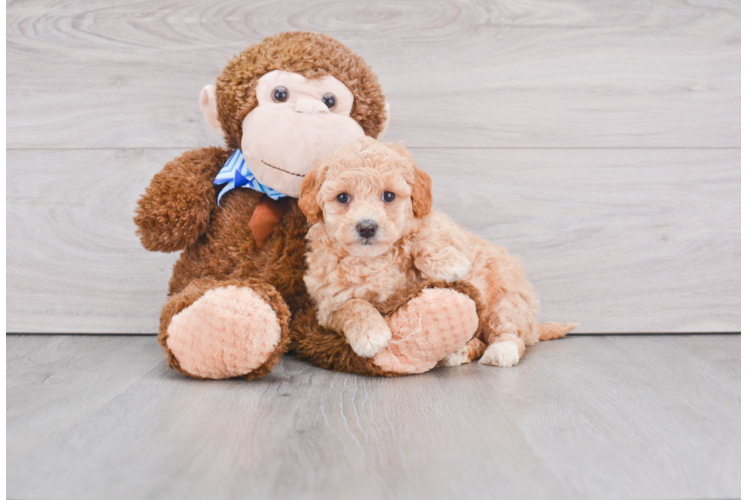 Cute Mini Goldendoodle Baby