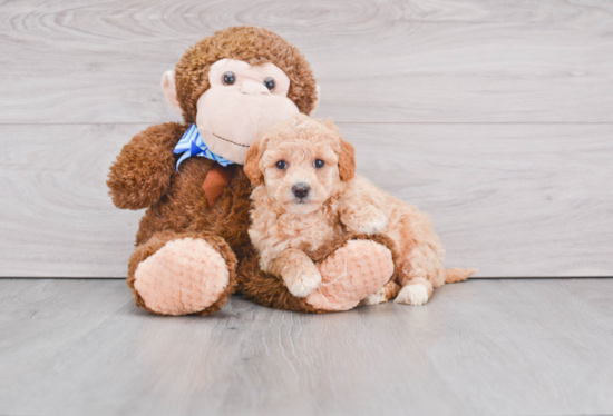 Cute Mini Goldendoodle Baby