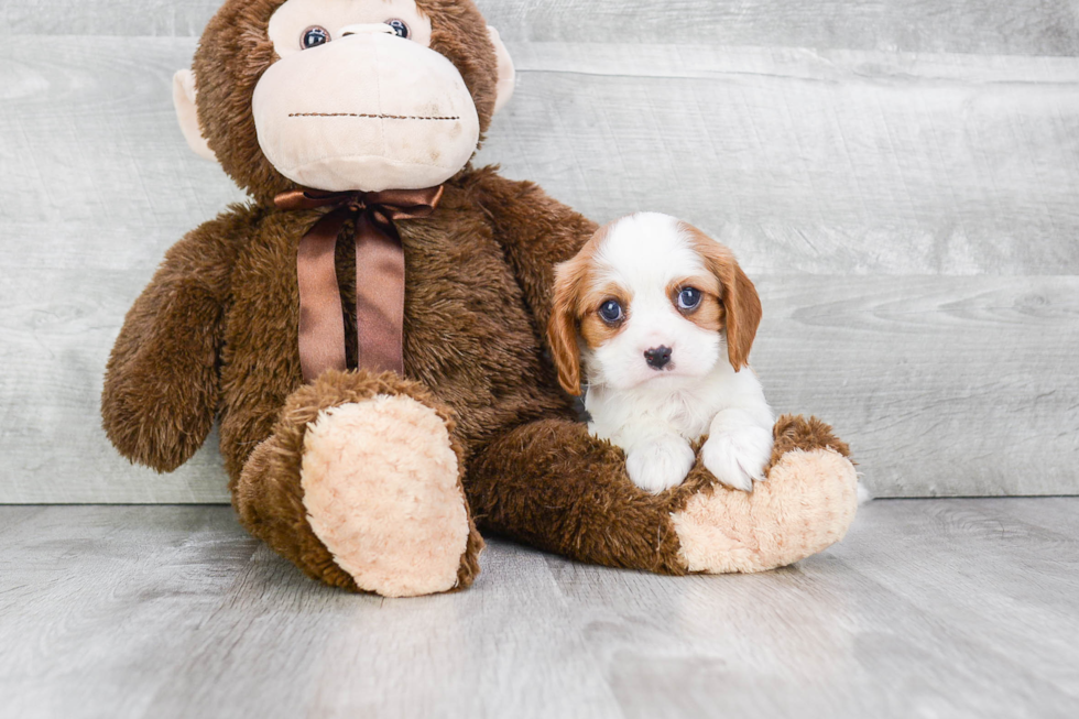 Cavalier King Charles Spaniel Puppy for Adoption