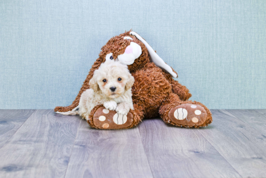 Mini Goldendoodle Pup Being Cute