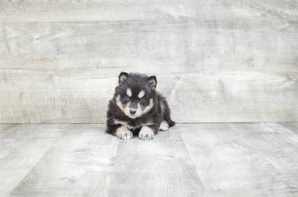 Best Pomsky Baby