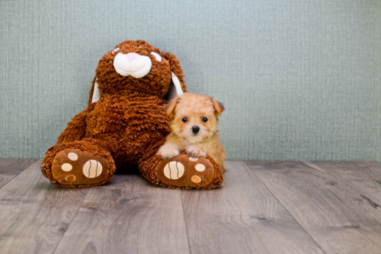 Fluffy Morkie Designer Pup