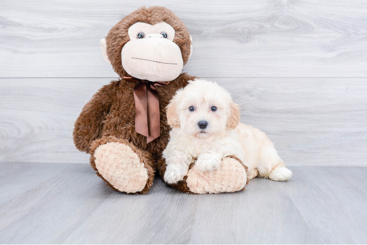 Popular Maltipoo Poodle Mix Pup