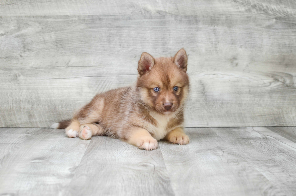 Pomsky Pup Being Cute