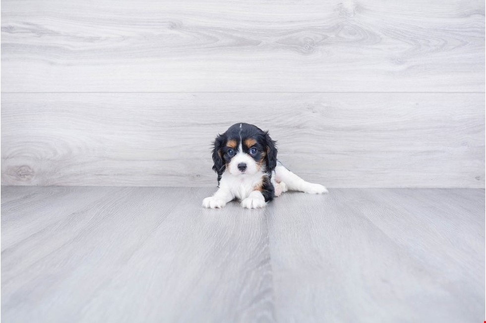 Small Cavalier King Charles Spaniel Baby