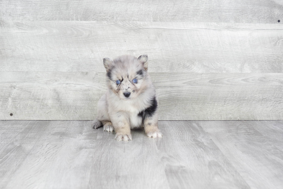 Small Pomsky Baby