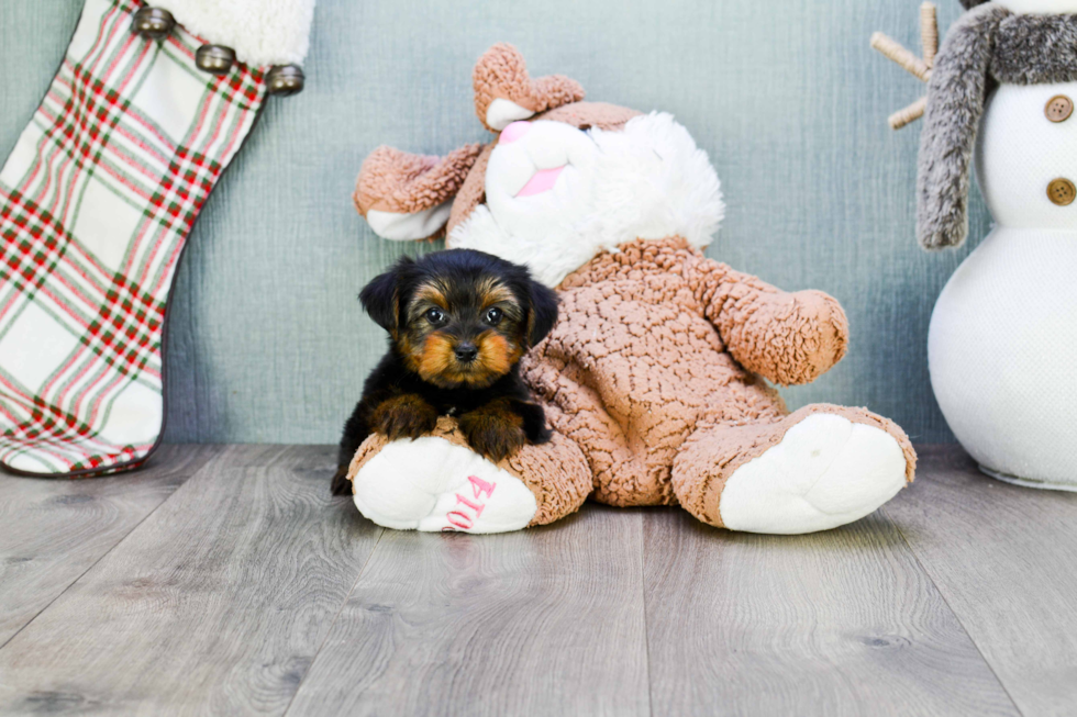 Meet Timmy - our Yorkshire Terrier Puppy Photo 