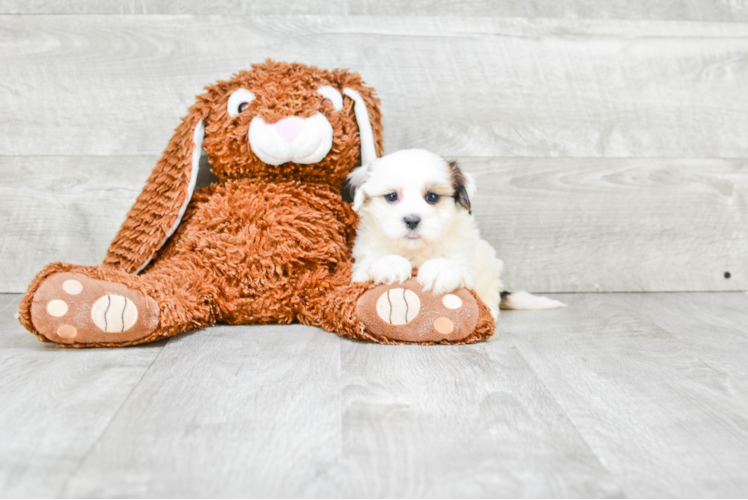 Happy Teddy Bear Baby