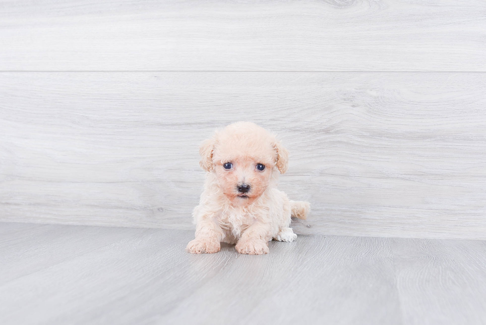 Akc Registered Havanese Purebred Pup