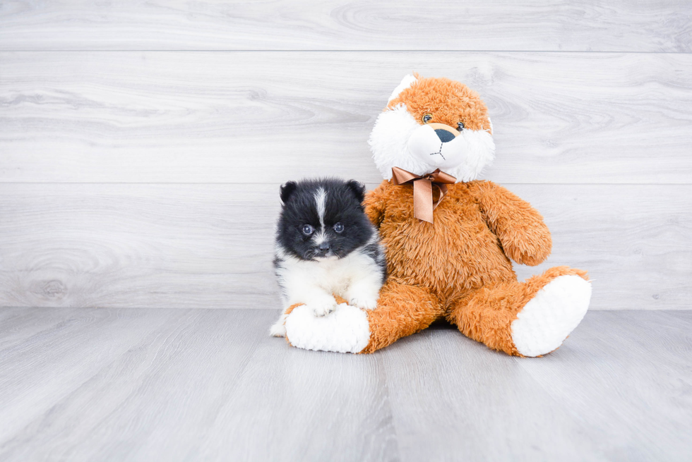 Petite Pomeranian Purebred Puppy