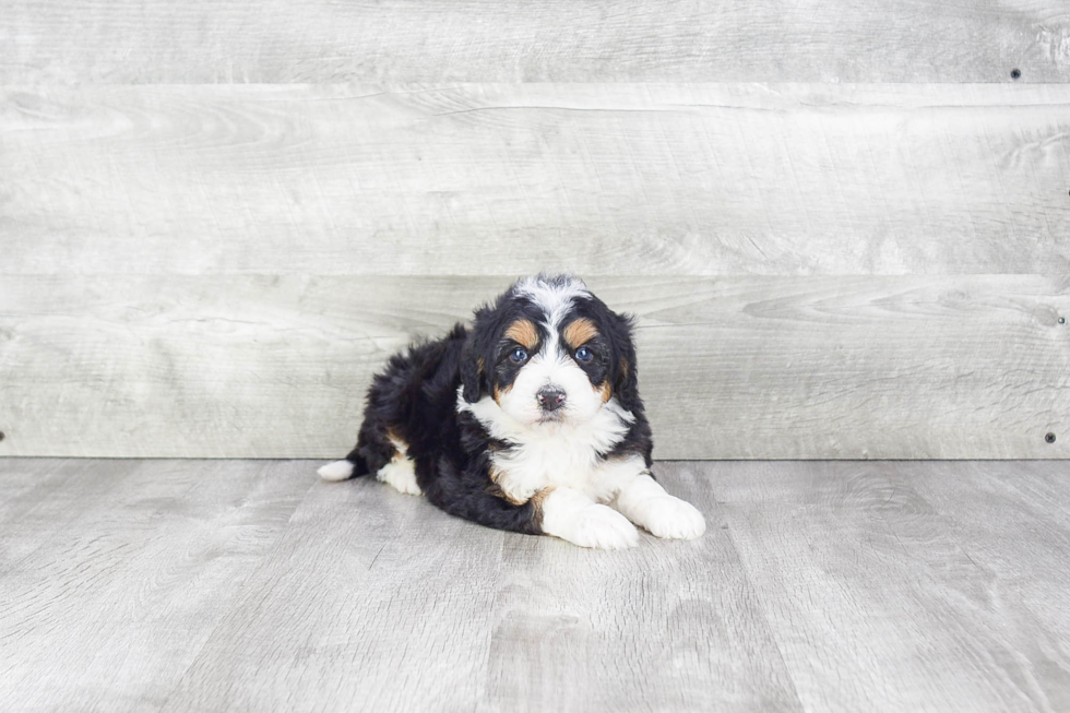 Fluffy Mini Bernedoodle Poodle Mix Pup