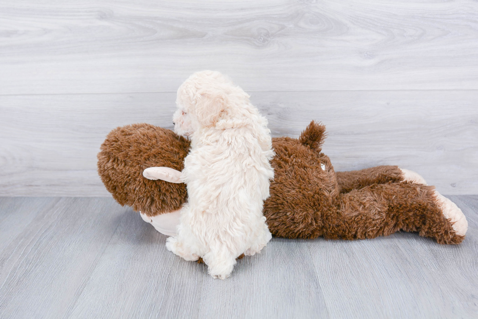 Maltipoo Pup Being Cute