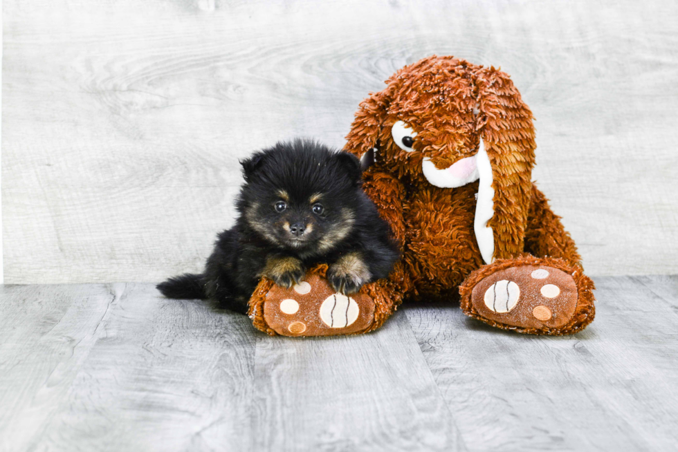 Happy Pomeranian Purebred Puppy