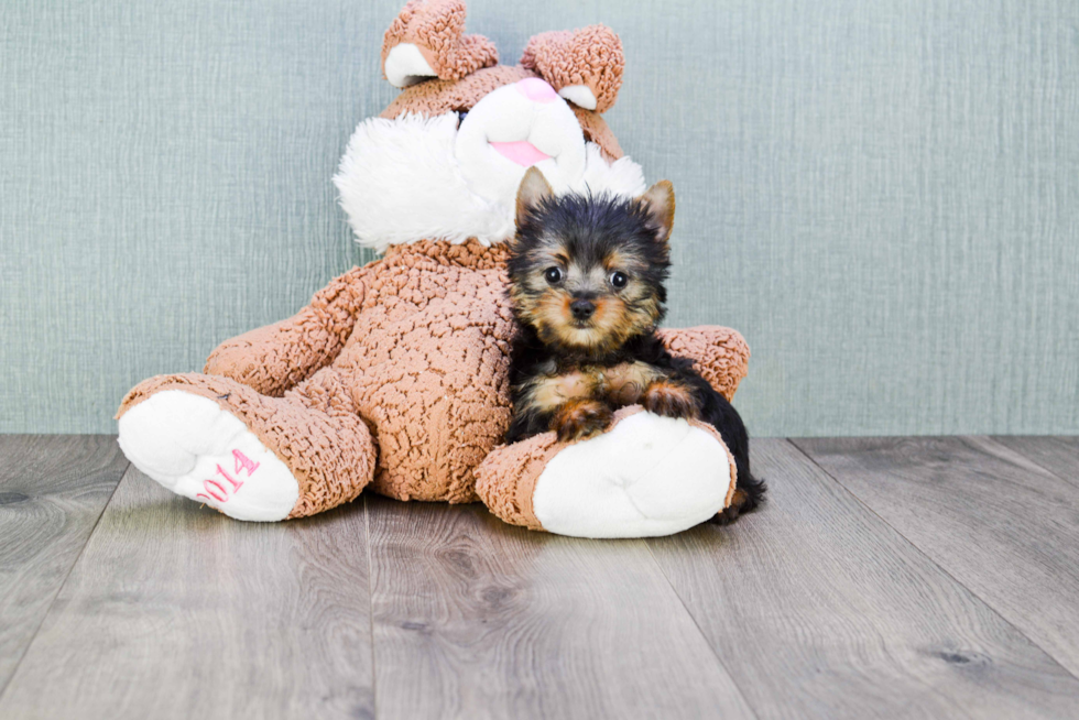 Meet Nugget - our Yorkshire Terrier Puppy Photo 