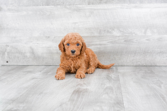 Mini Goldendoodle Puppy for Adoption