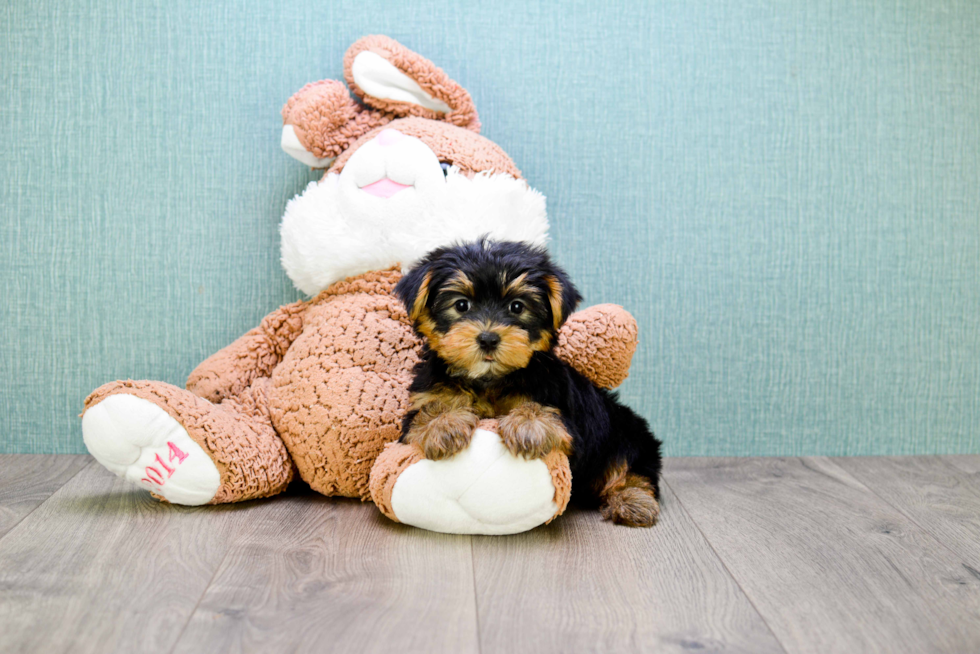 Meet Rebecca - our Yorkshire Terrier Puppy Photo 