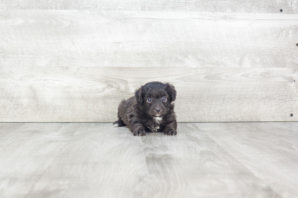 Mini Aussiedoodle Puppy for Adoption