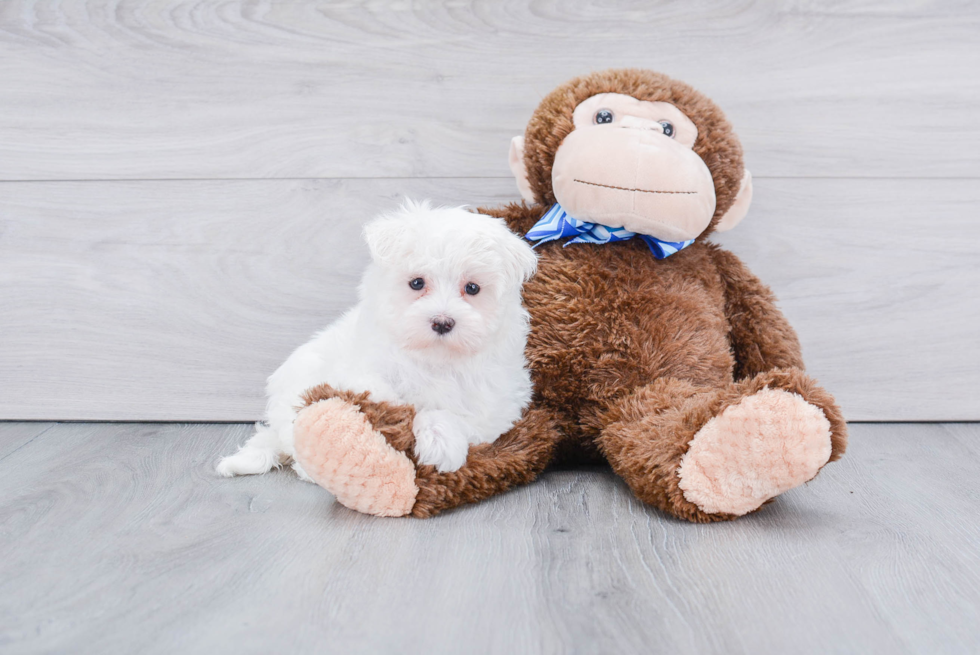 Fluffy Maltese Purebred Puppy