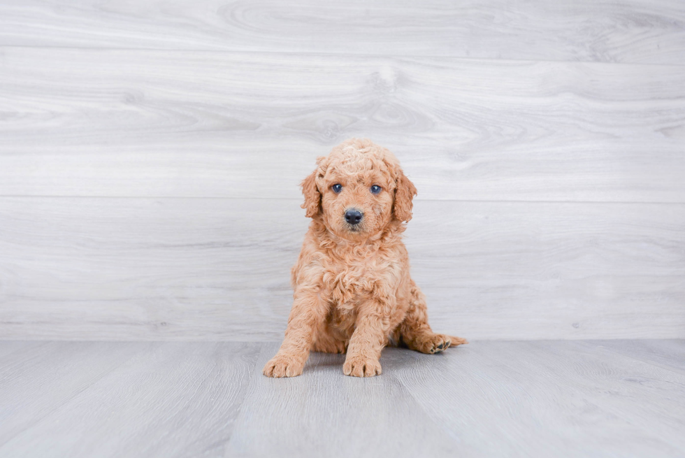 Friendly Mini Goldendoodle Baby