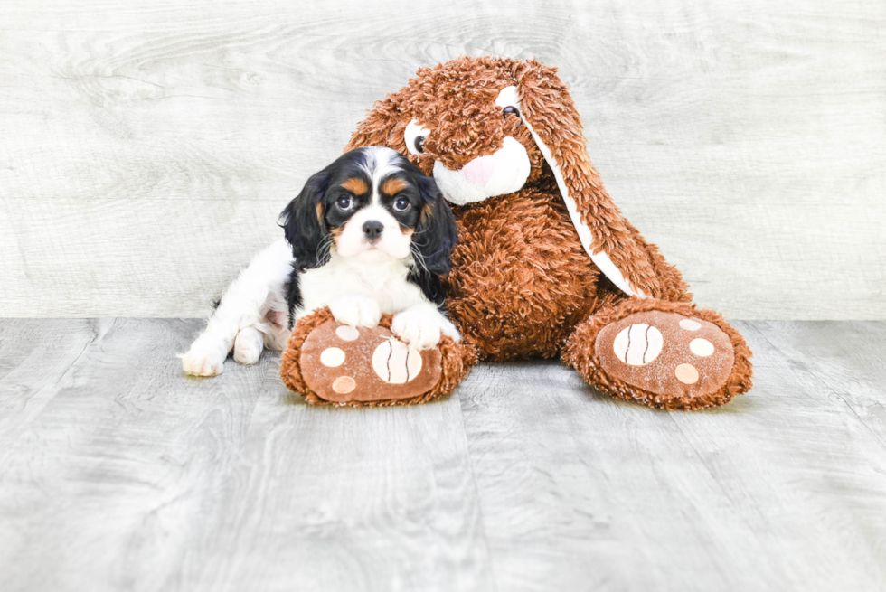 Best Cavalier King Charles Spaniel Baby