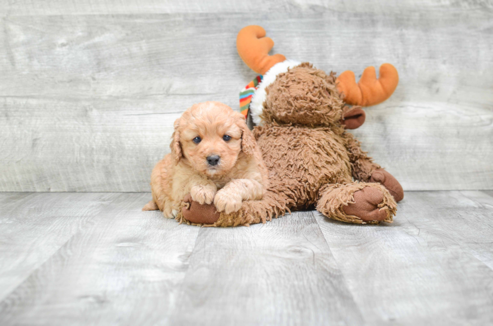 Cute Cavapoo Baby