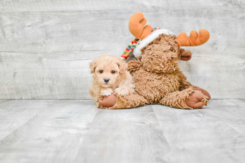 Adorable Maltese Poodle Poodle Mix Puppy