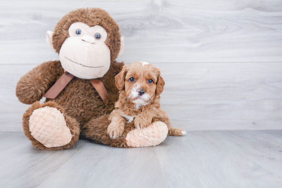 Cavapoo Puppy for Adoption