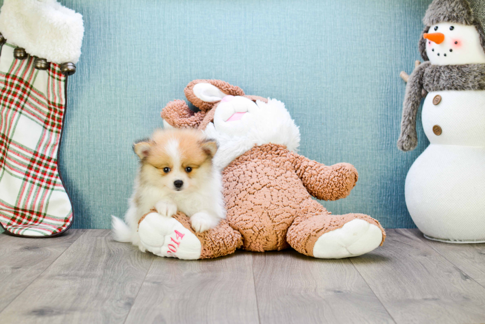 Playful Pomeranian Purebred Pup