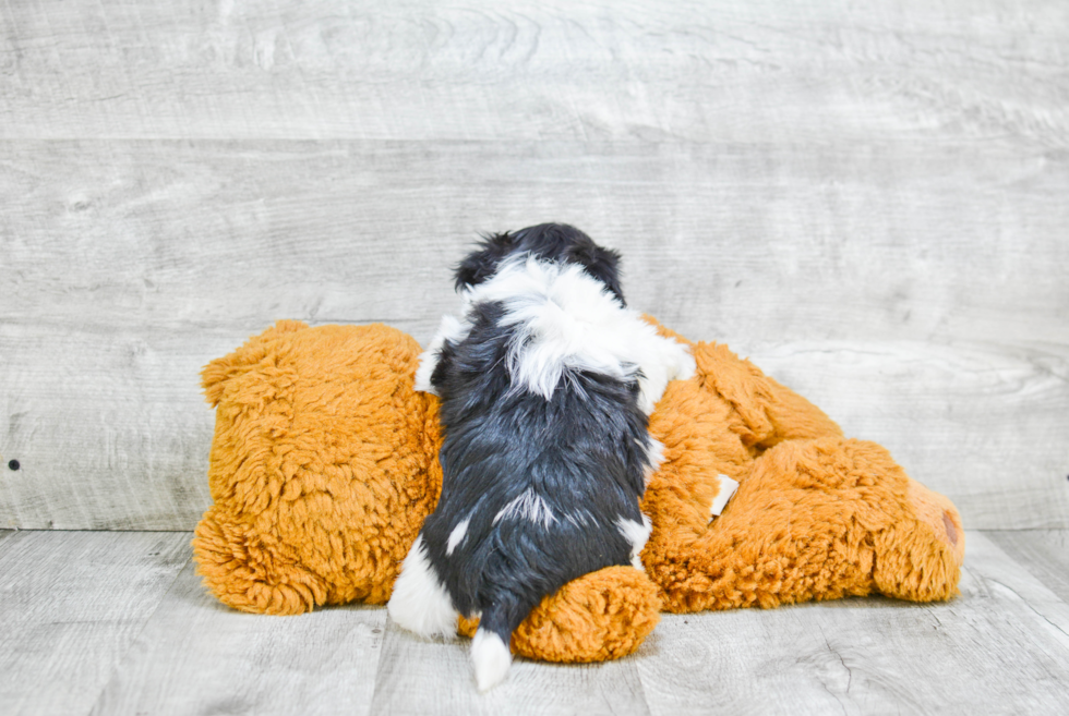 Popular Havanese Baby