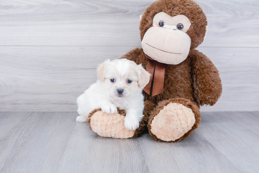 Best Havanese Baby