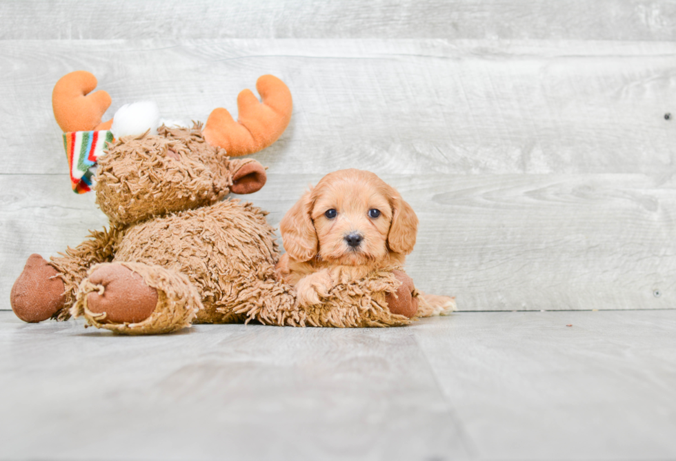 Playful Cavoodle Poodle Mix Puppy