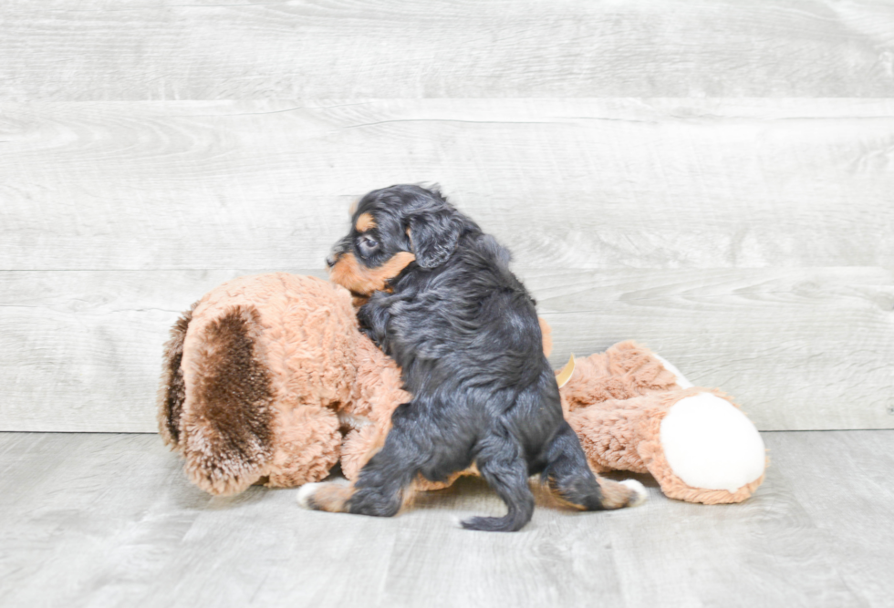 Mini Bernedoodle Puppy for Adoption