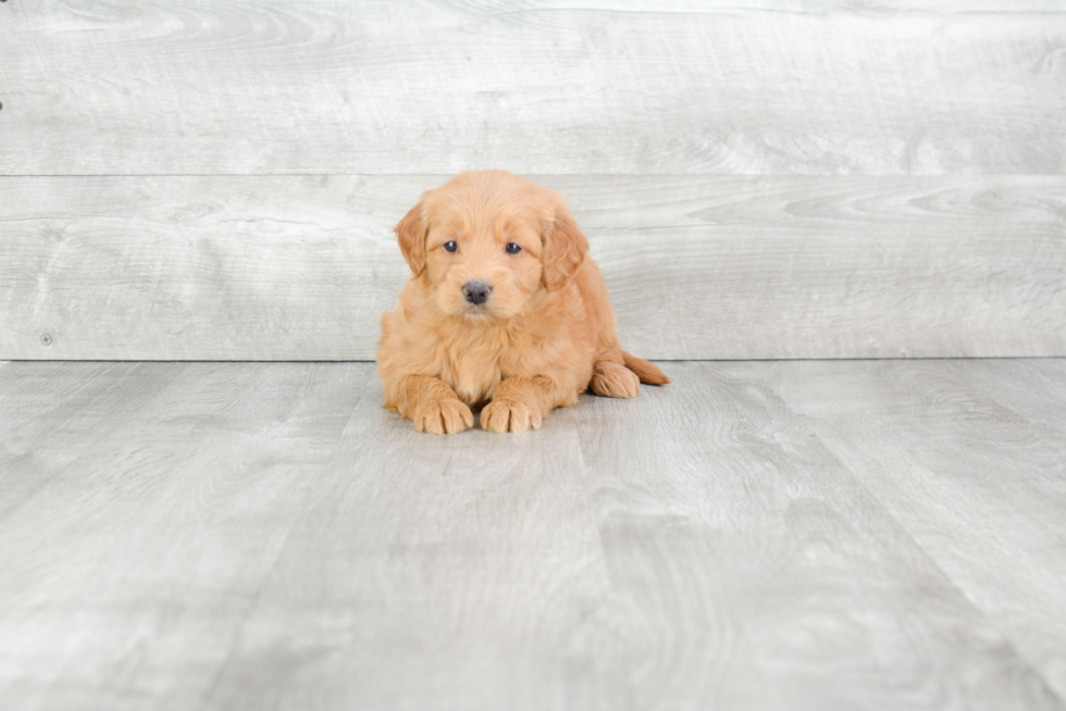 Cute Mini Goldendoodle Baby