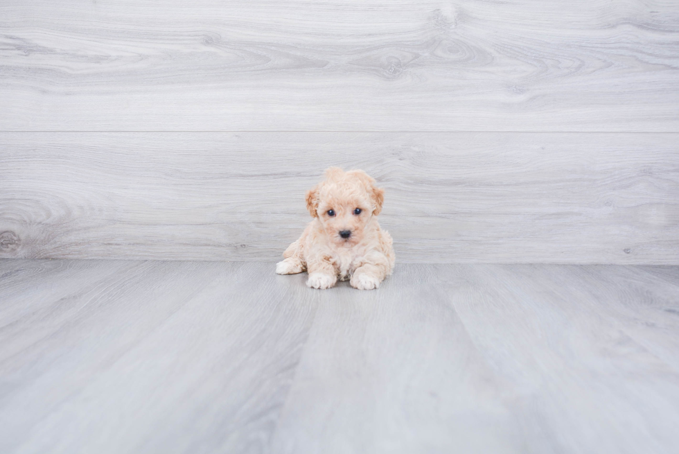 Cute Maltipoo Baby