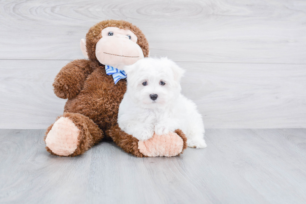 Smart Maltese Purebred Puppy