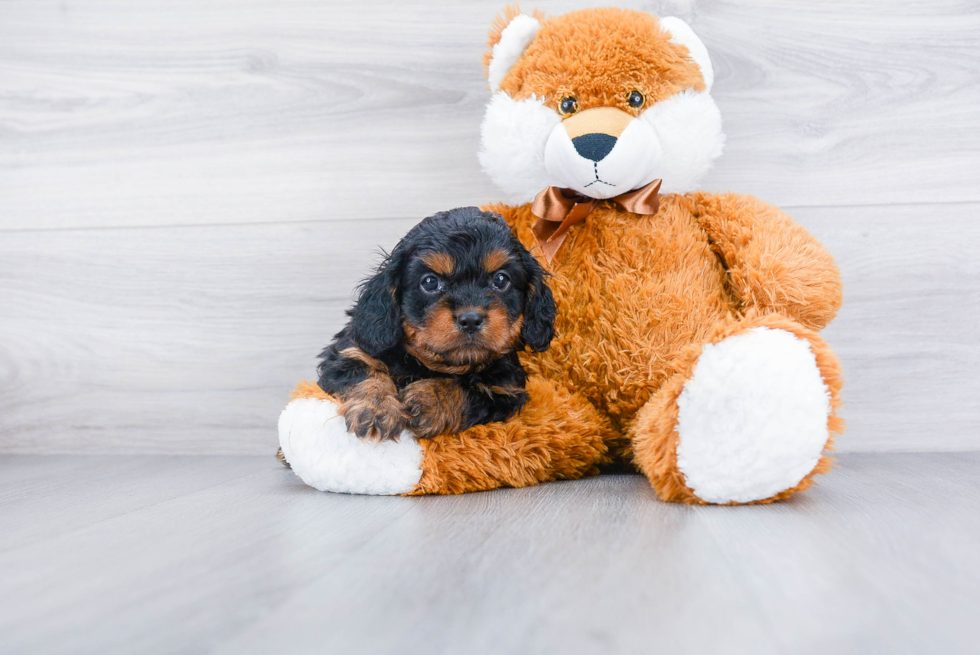 Cavapoo Puppy for Adoption