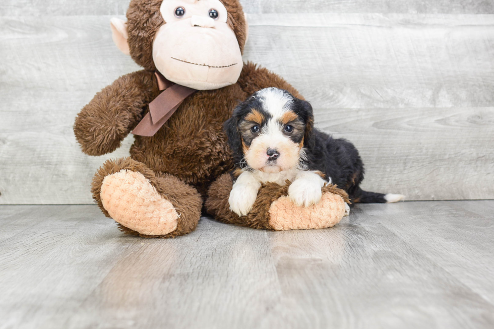 Mini Bernedoodle Puppy for Adoption