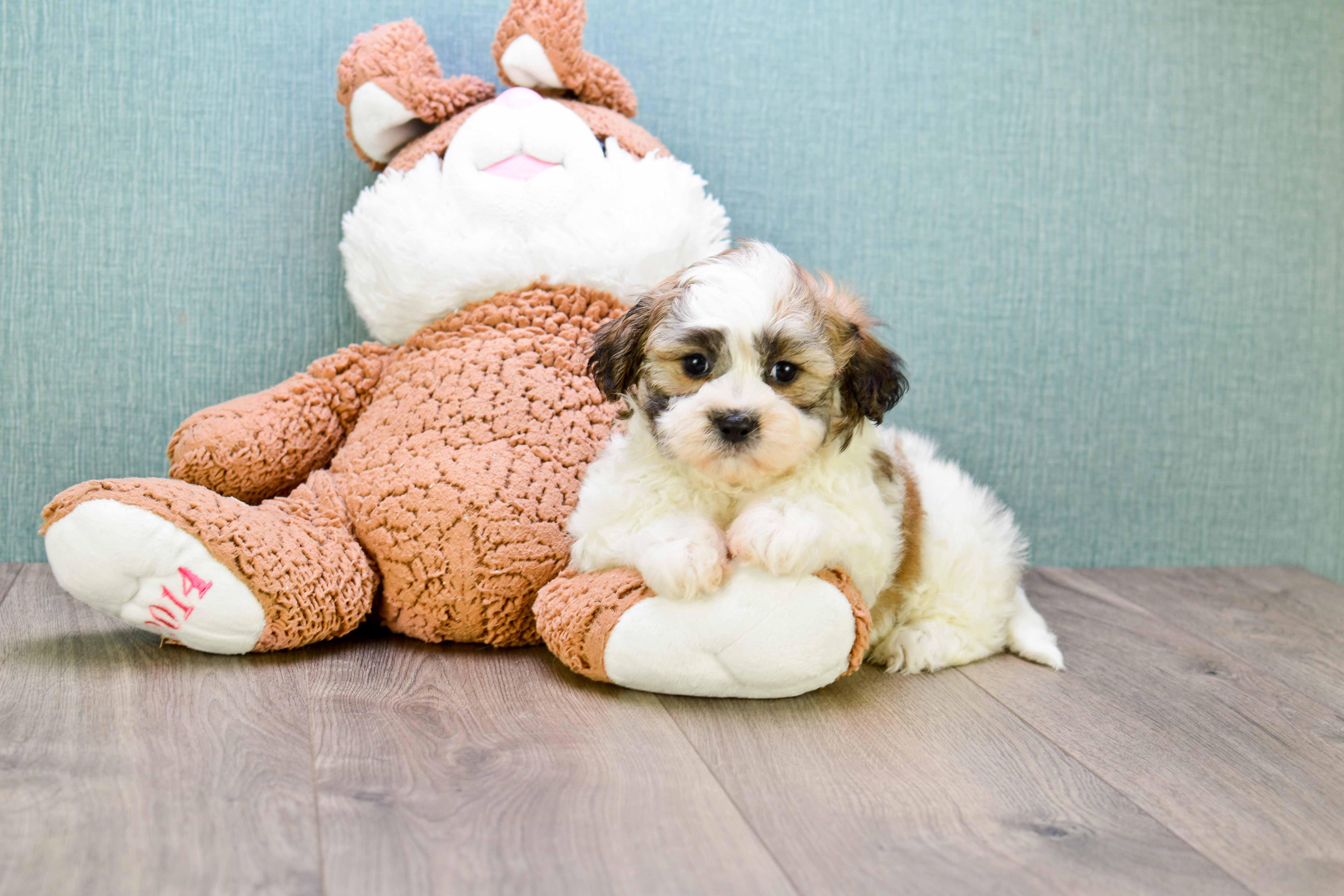 Fluffy Teddy Bear Designer Pup