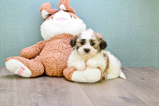 Fluffy Teddy Bear Designer Pup