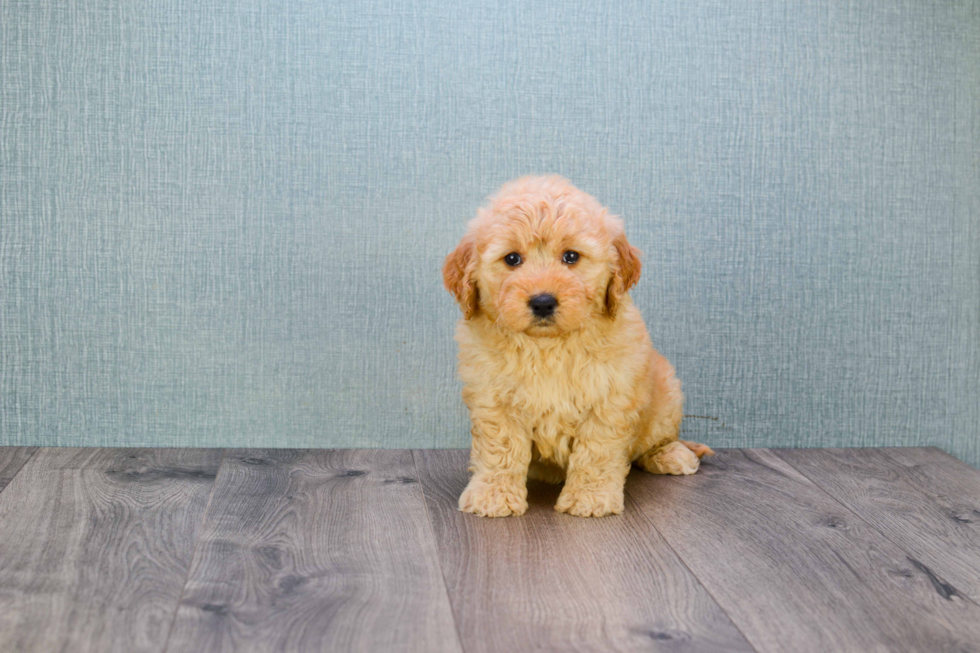 Happy Mini Goldendoodle Baby