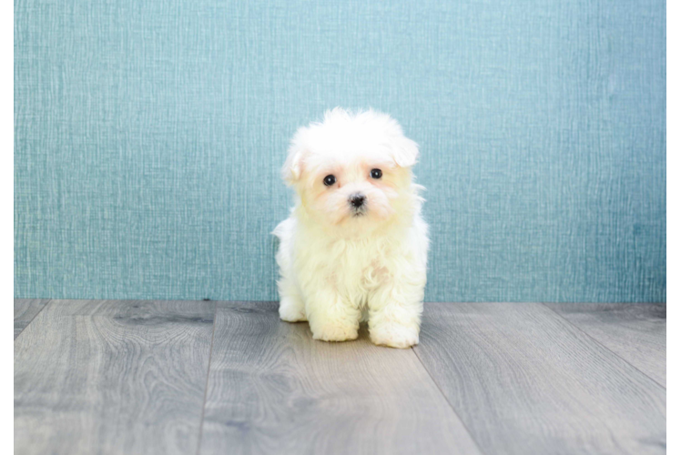 Maltese Pup Being Cute