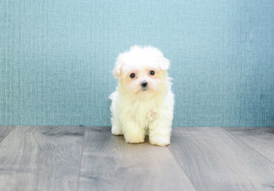 Maltese Pup Being Cute