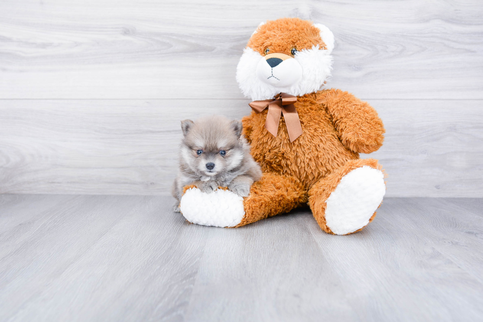 Pomeranian Pup Being Cute