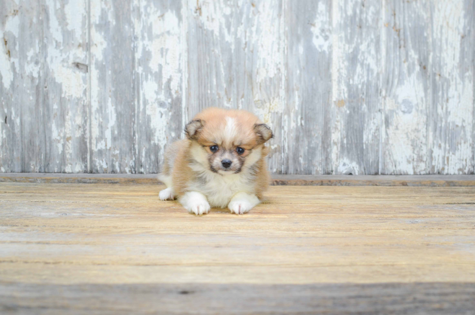 Funny Pomeranian Baby