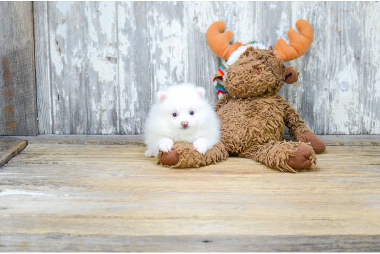 Playful Pomeranian Purebred Pup