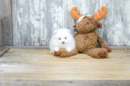 Playful Pomeranian Purebred Pup