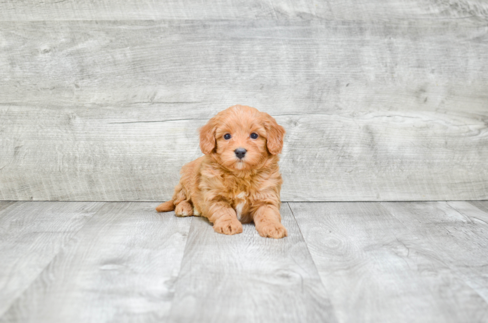 Small Mini Bernedoodle Baby